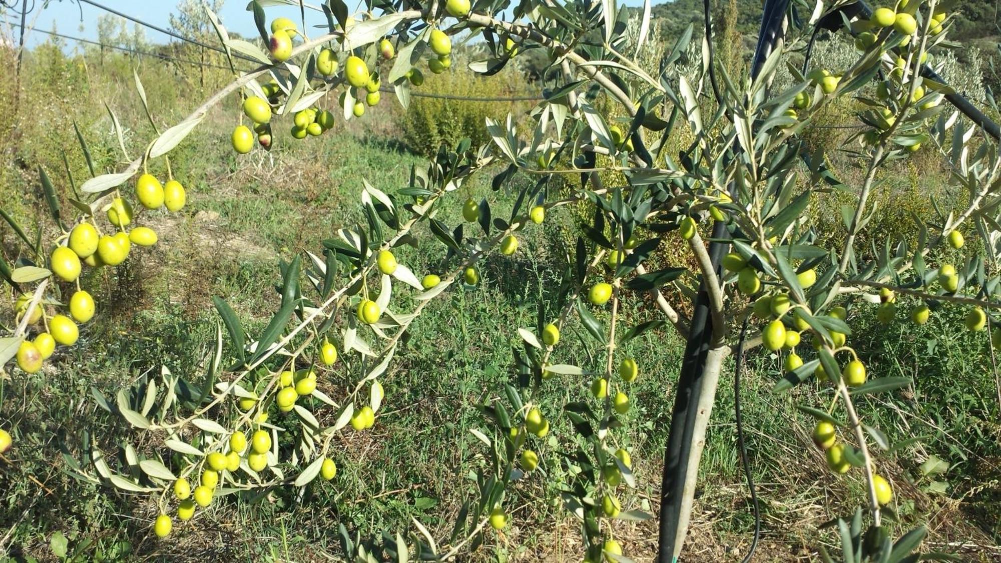 Agriturismo Agrisole Olbia Zewnętrze zdjęcie