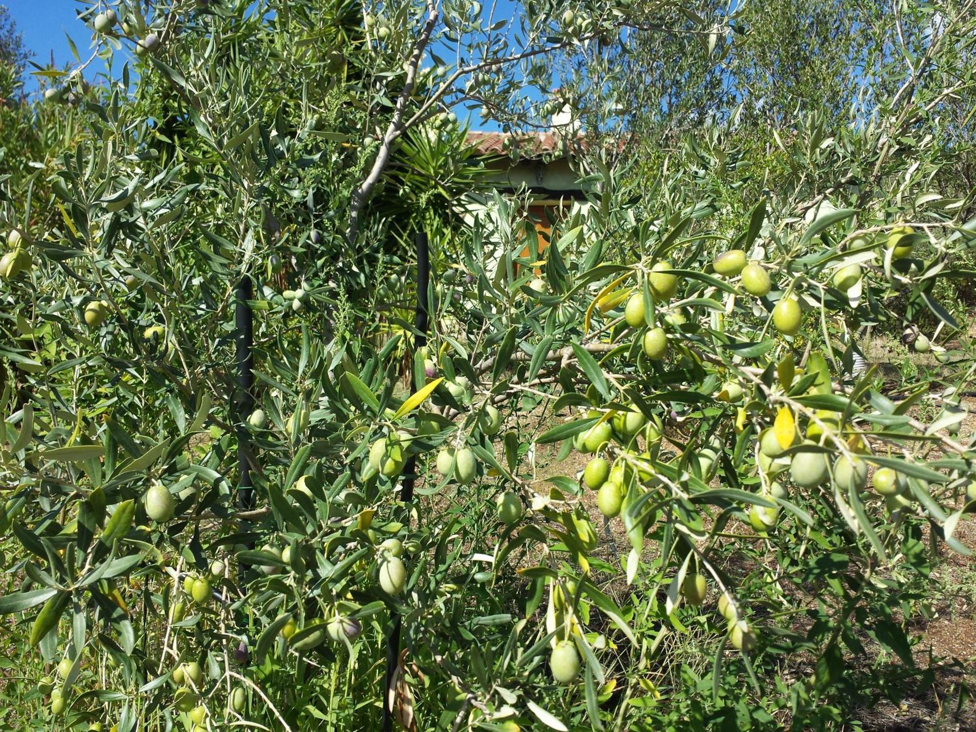 Agriturismo Agrisole Olbia Zewnętrze zdjęcie